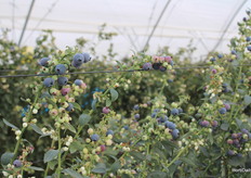 In the blueberry greenhouse