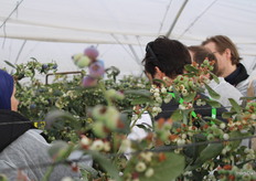 In the blueberry greenhouse