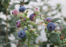 Blueberries Blue Maldives