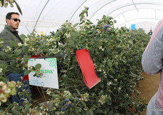 Blueberries Blue Maldives