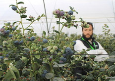 Alfonso López, in the blueberry greenhouse