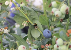 Hidden among the leaves was one of the most important visitors to the blueberry greenhouse, without a doubt: the bumblebee.
