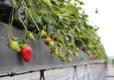 Strawberries in hydroponics