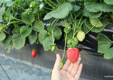 New Planasa selections