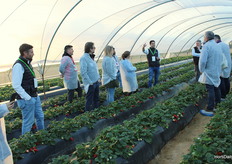 In the strawberry greenhouse in soil