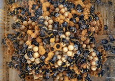 Have you ever seen a beehive so close up before?