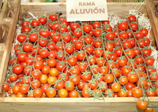 Aluvion cherry variety, from Iberoseeds