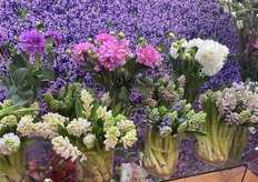 Colorful hyacinths