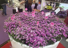 PinkKisses™ First Kiss™ , a Carnation Variety