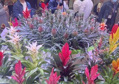 Mini-pineapples and bromeliad flowers.