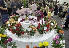 Chrysanthemums in various colors