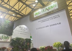 Armada Young Plants from The Netherlands.