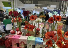 Display of amaryllis