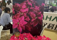 Princetta Suntory flowers from Japan