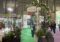 Garden rose flower racks on display. The show is popular on Saturday for a general audience of gardeners and interested visitors.