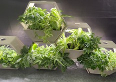 Hangzhou Zhuangcheng Company focuses on exporting various small plant landscaping overseas.