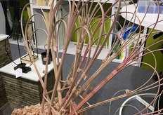 NIF focuses on providing support materials for plant production, such as orchid, tomato production, and other climbing plants.