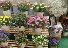 Colorful Daisy Display