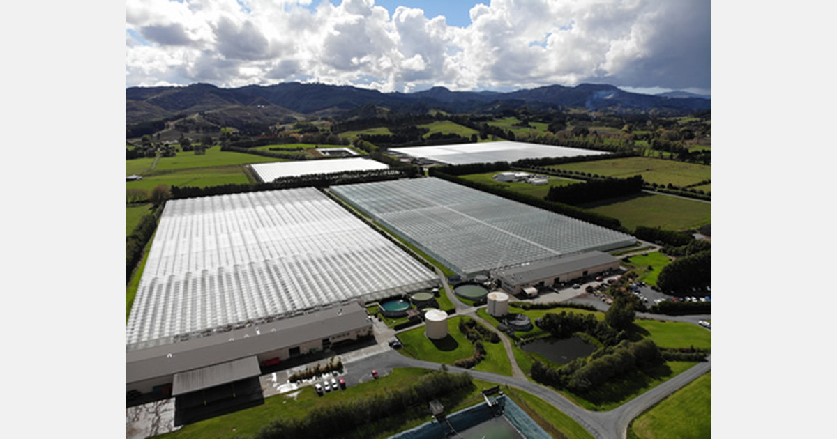 From 2.5 to 23 hectare bell pepper cultivation in New Zealand
