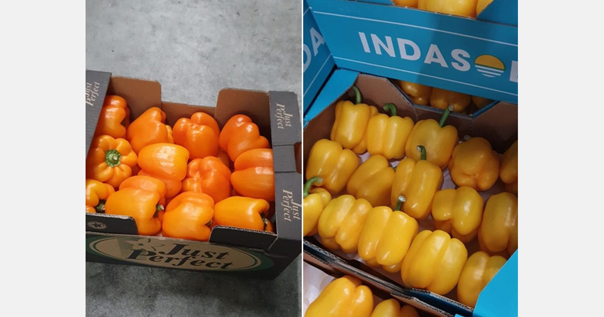 "Early entry for Spanish cucumbers, peppers and mandarins on the market"