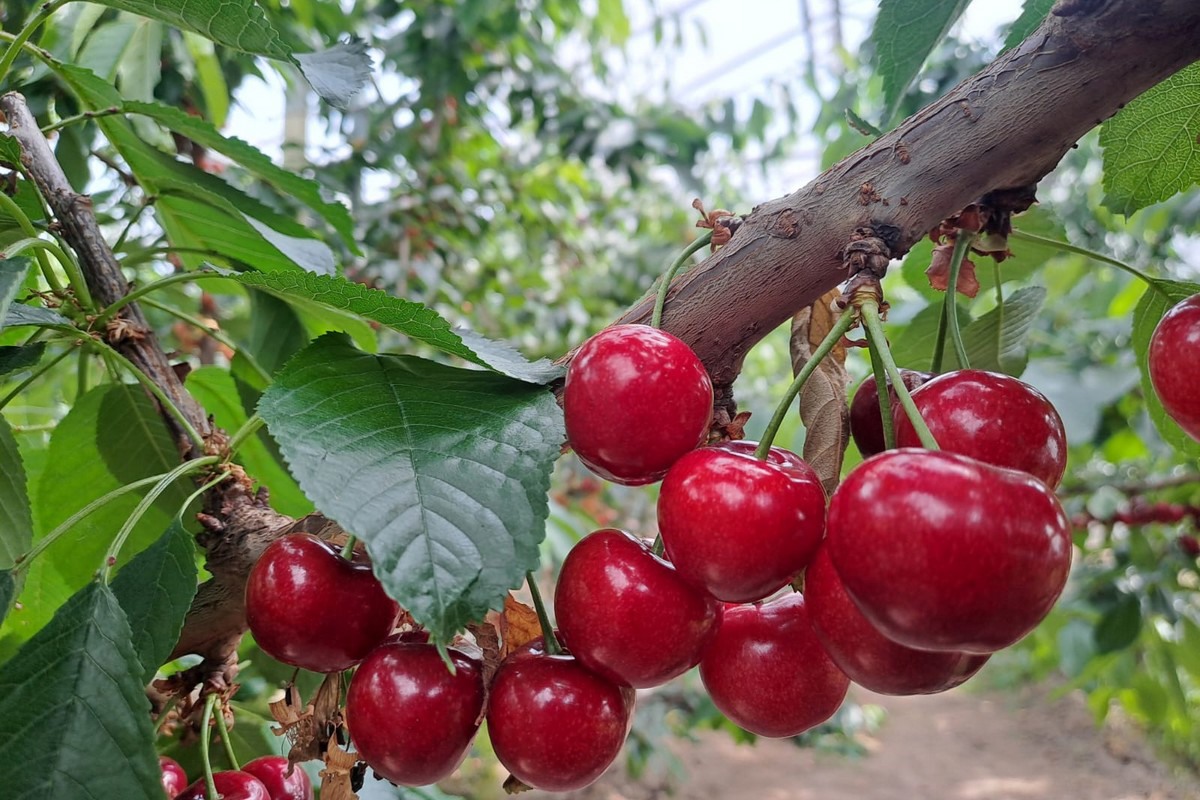 "We hope to be picking the first Belgian greenhouse apricots next week"