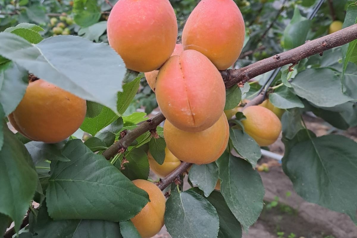 "We hope to be picking the first Belgian greenhouse apricots next week"