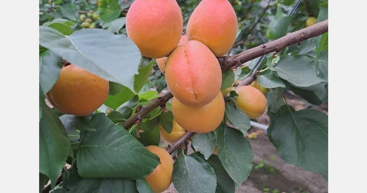 "We hope to be picking the first Belgian greenhouse apricots next week"