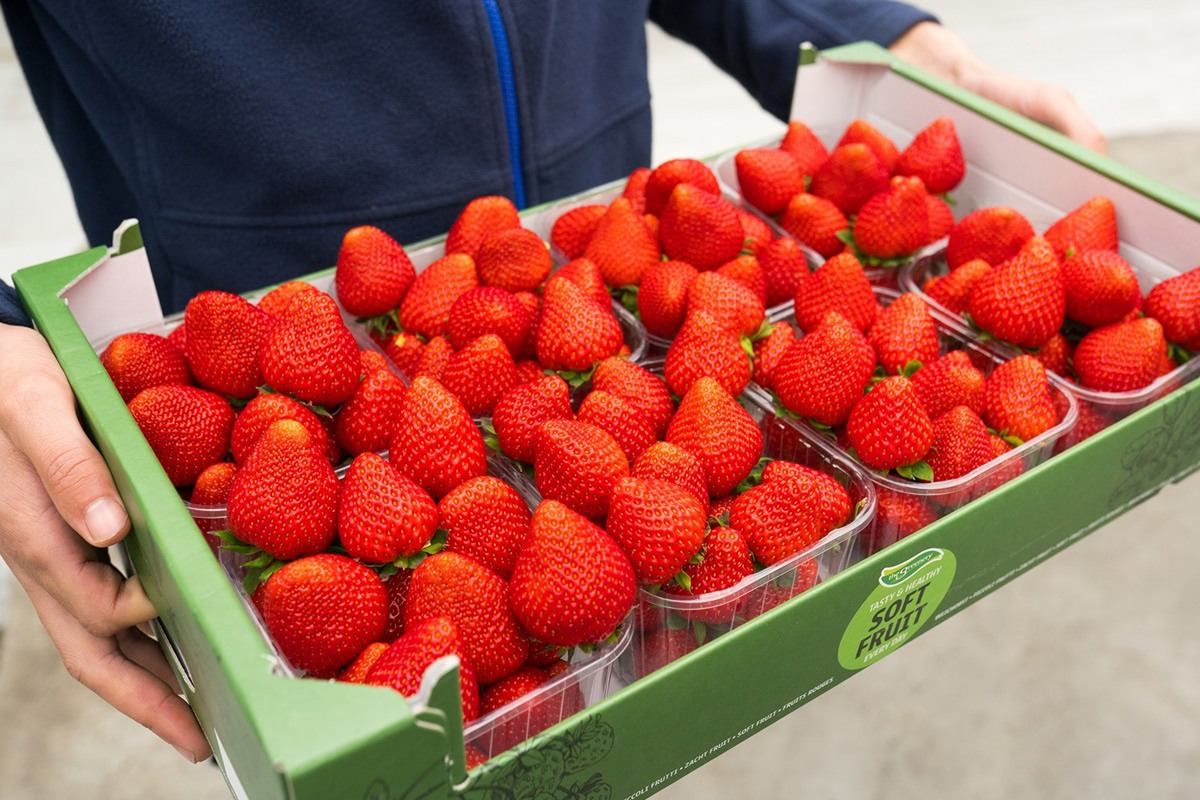 First Inspire strawberries of the new season harvested