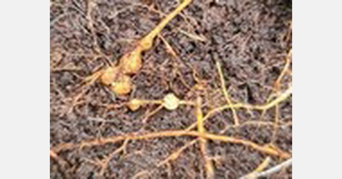 Intervention after finding root knot nematode in Dutch greenhouse