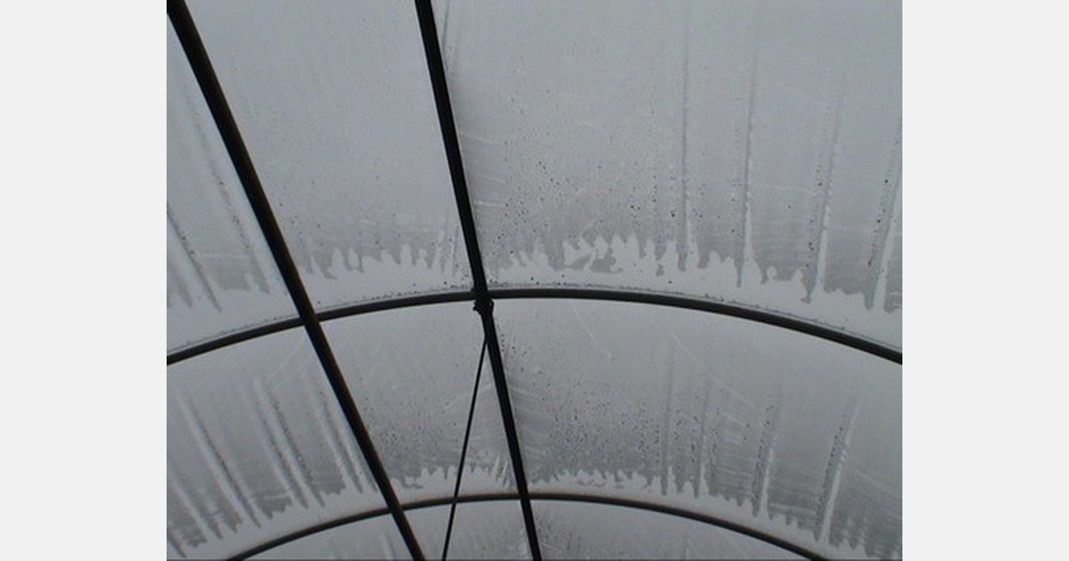 Why does condensation happen on your plants?