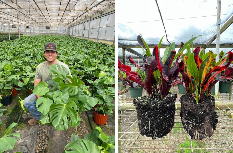 "Our foliage plants grow bigger, faster, and more efficiently"