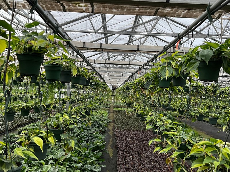 "Our foliage plants grow bigger, faster, and more efficiently"