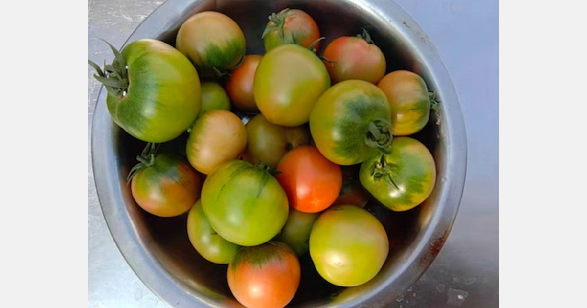 "Specialty tomatoes selling well in China"