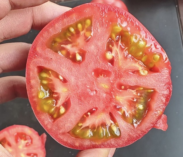 High temperatures seriously affect the quality of strawberry tomatoes