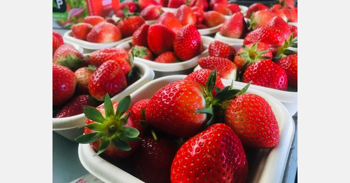 AU The compostable berry containers helping tackle the war on plastic