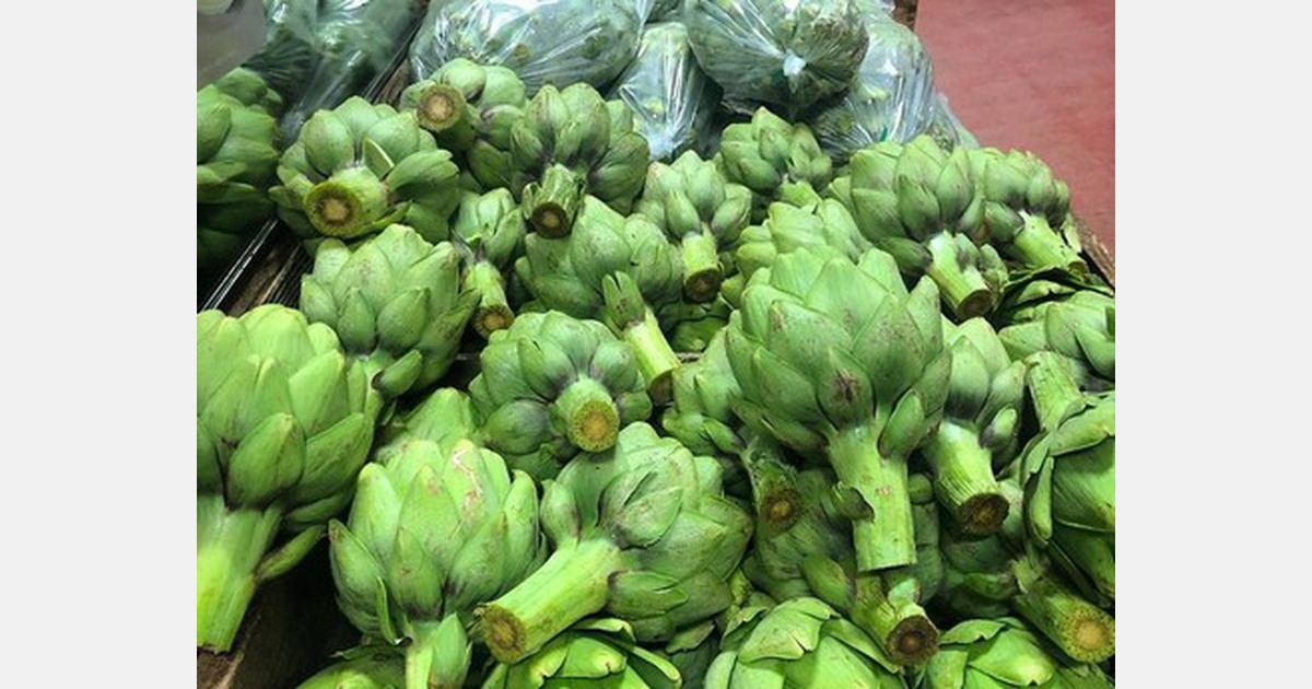 Artichoke crop in good shape as California spring season begins