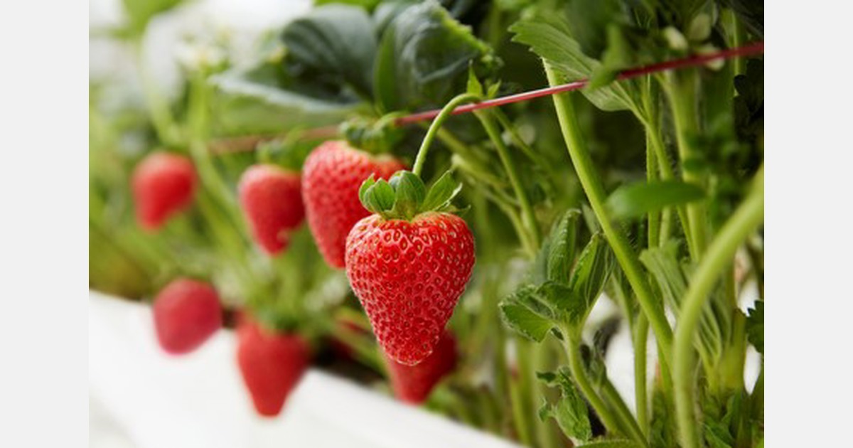 Six new WOW™ berries in less than a week