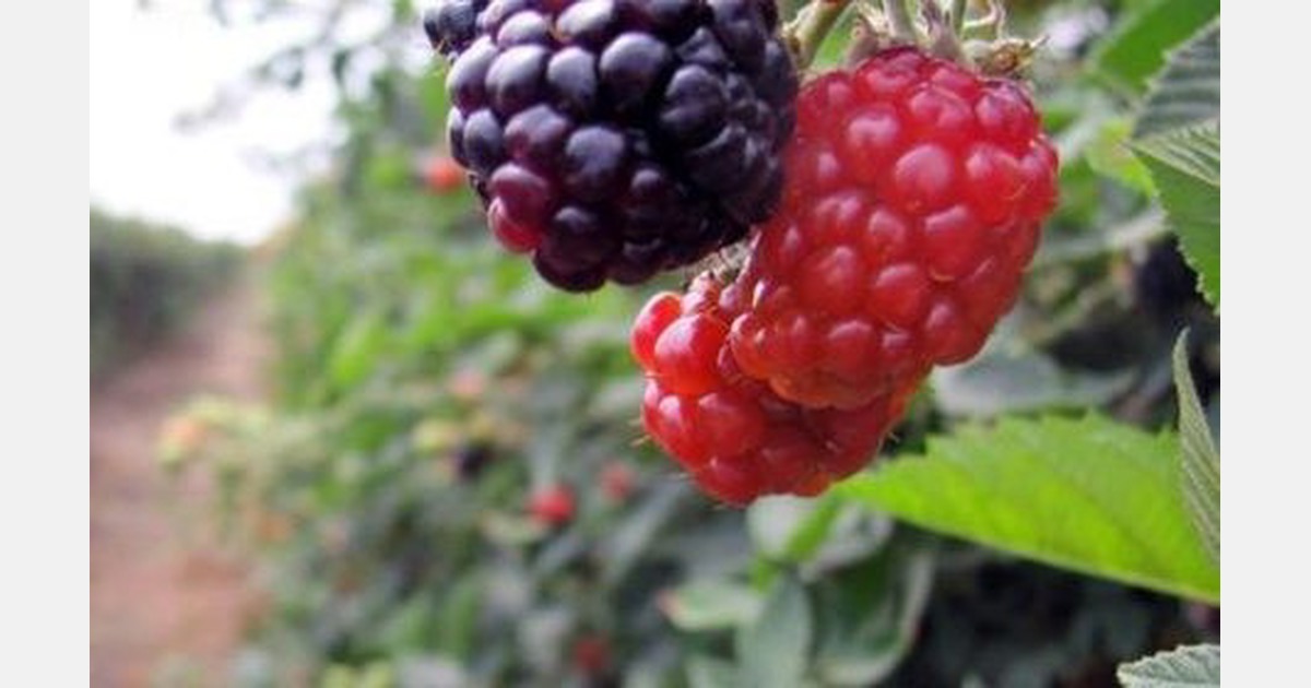 Production of berries in Mexico a growing market