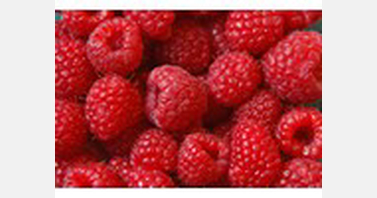 Specialty raspberries being harvested in Australia