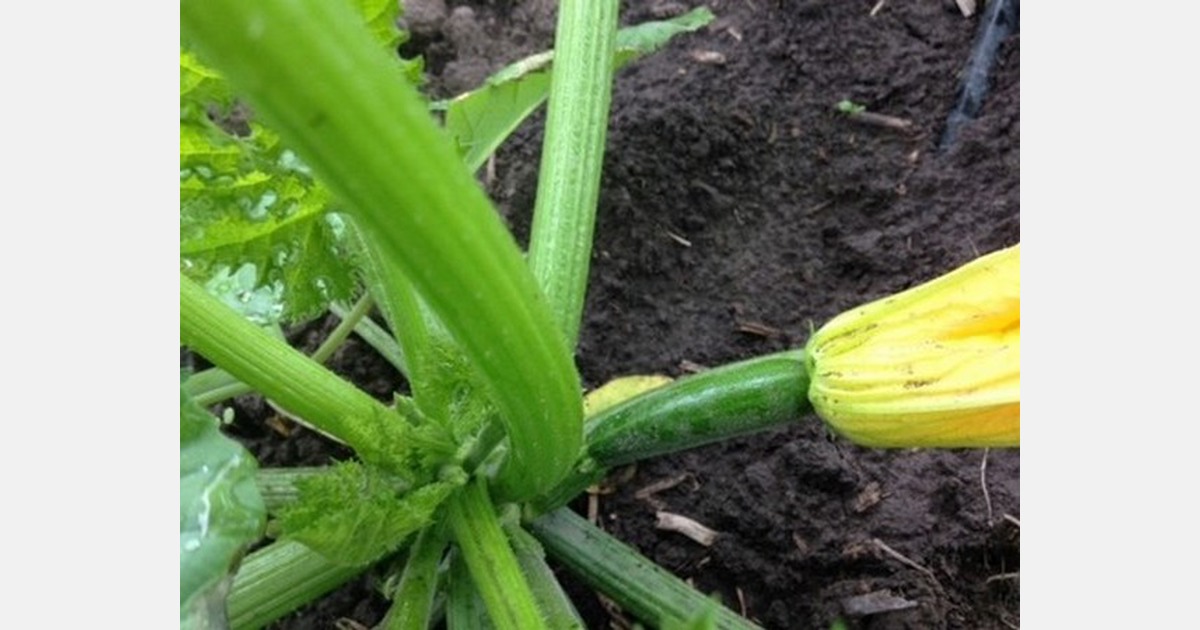 Domestic squash supplies look steady