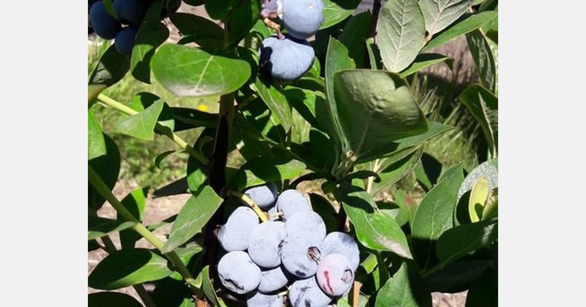 Prices on imported blueberries strengthening to breakeven levels