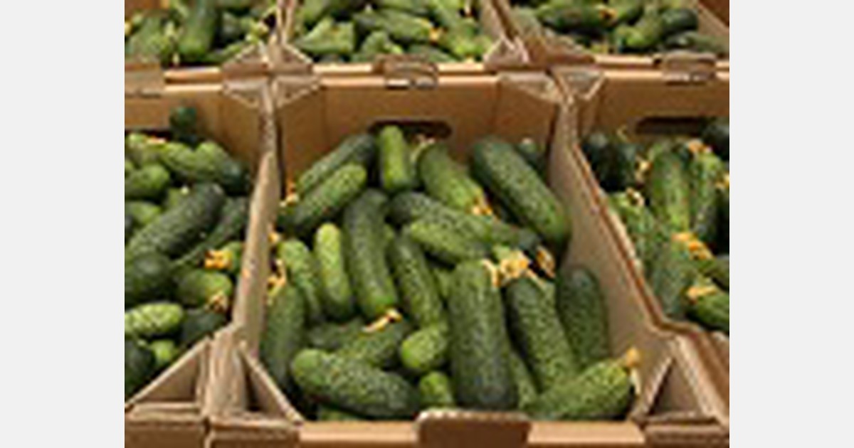 Cucumber prices on the rise in Ukraine