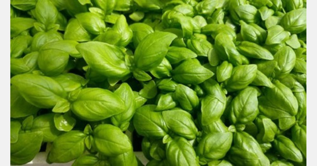 Evaluated water stress tolerant basil cultivars