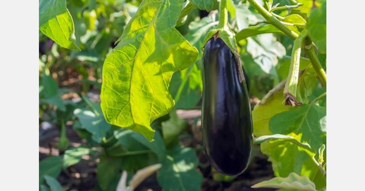 Mexican eggplant shifts growing regions