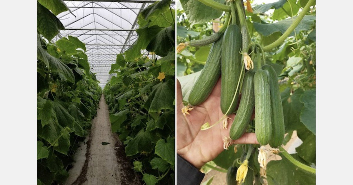 Nature Fresh Farms Reveals New Unveiled Mini Cucumbers