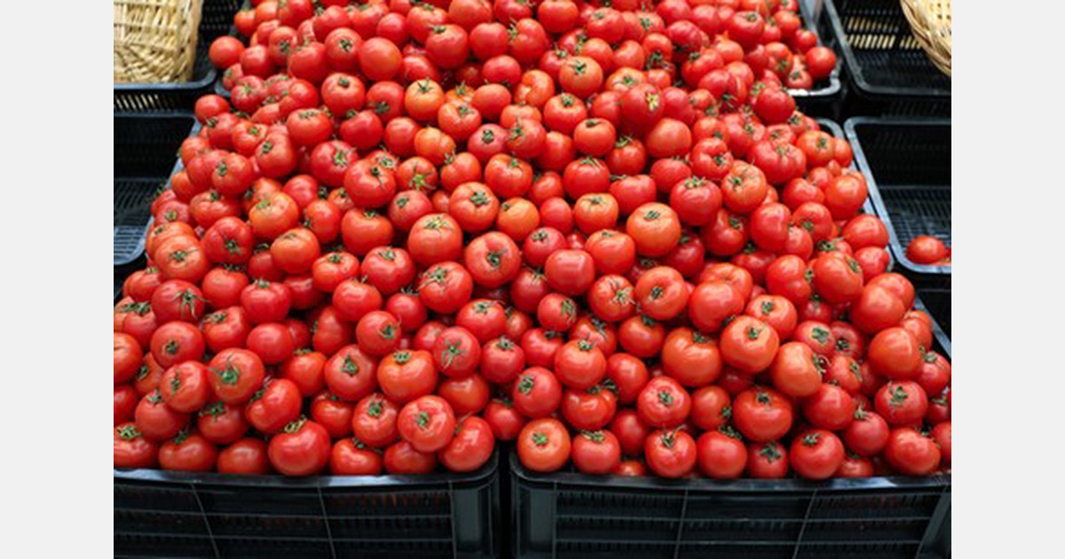 Tomato shortage follows lockdown