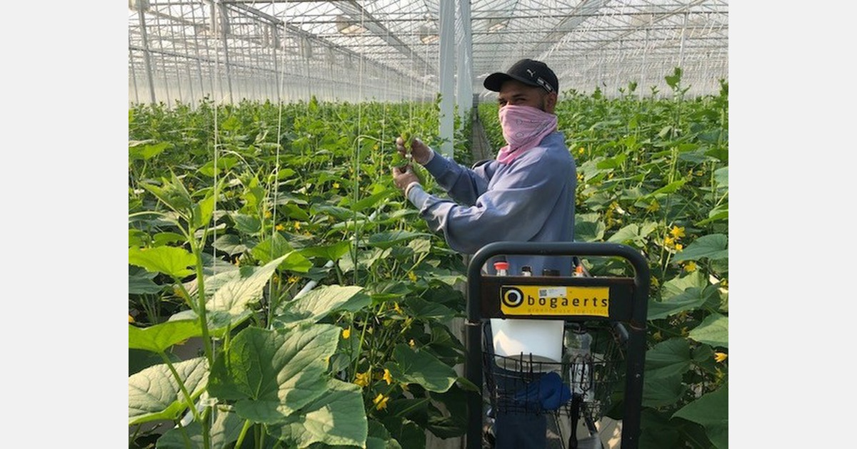 Multiple greenhouse tomato growing regions in production