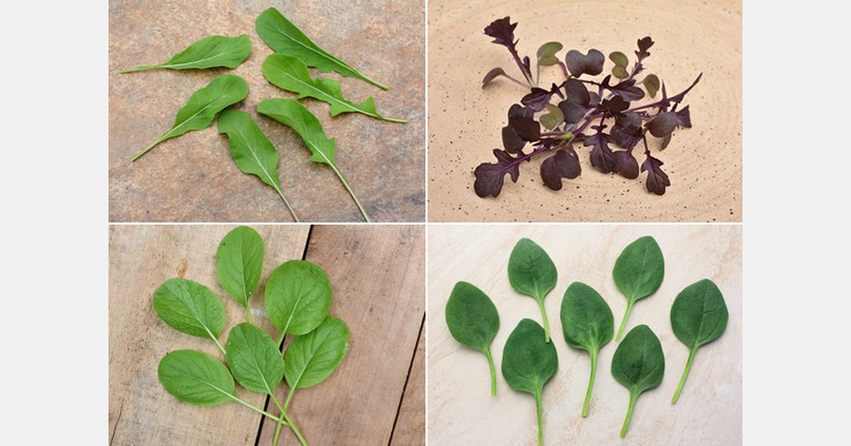 Increased demand for specialty leafy greens drives creation of indoor