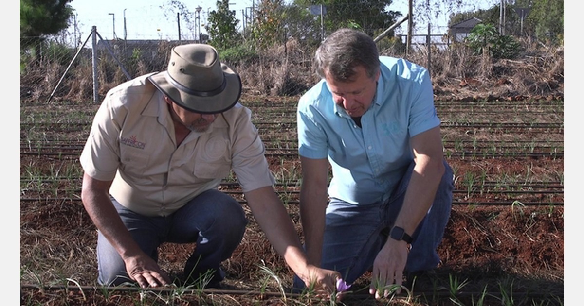 South Africa’s first saffron season exceeds expectations