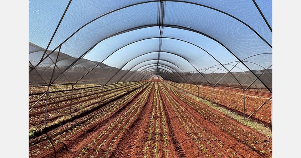 Covid changes lettuce consumption in South Africa